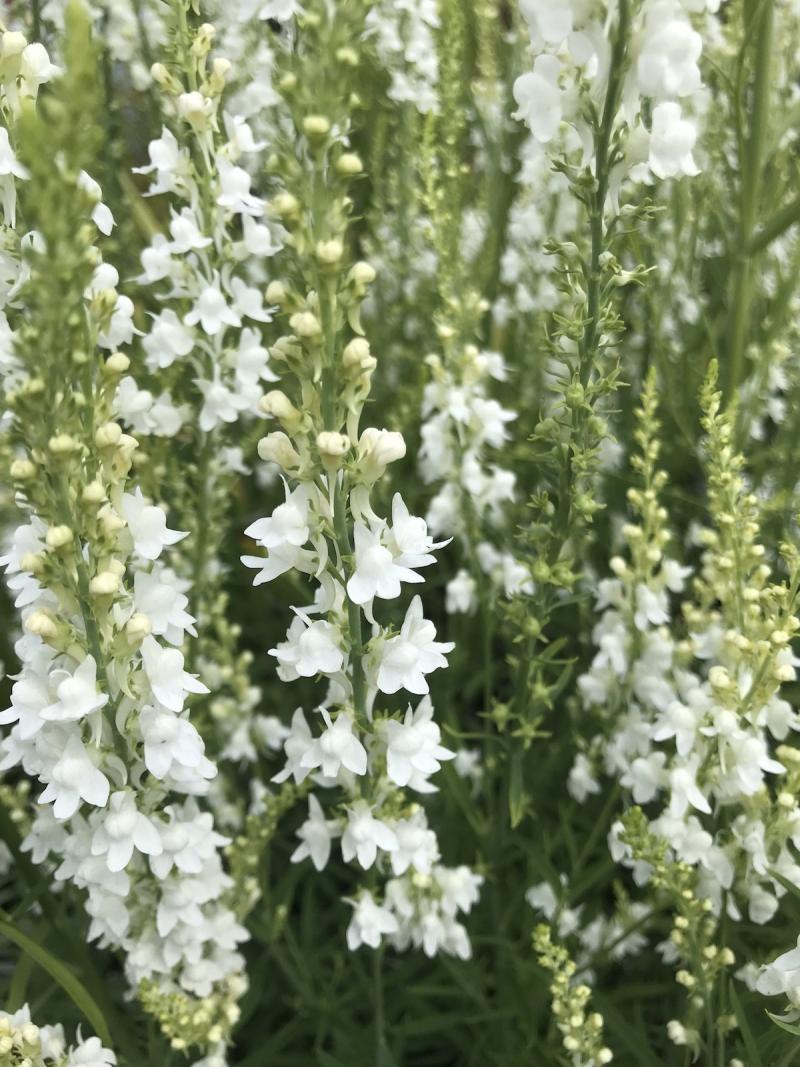 Linaria purpurea Springside White -линария бяла (1573)